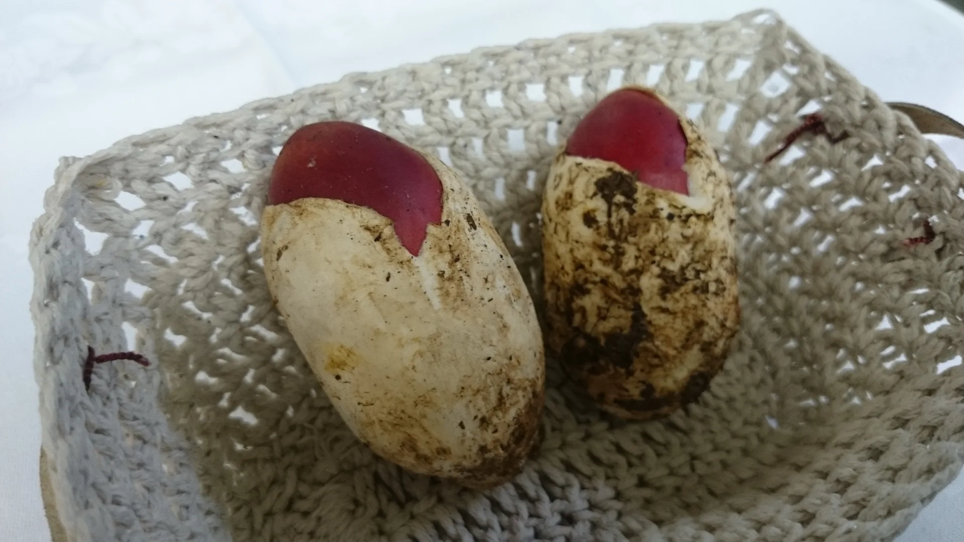 Espoir De Maison — photo 112