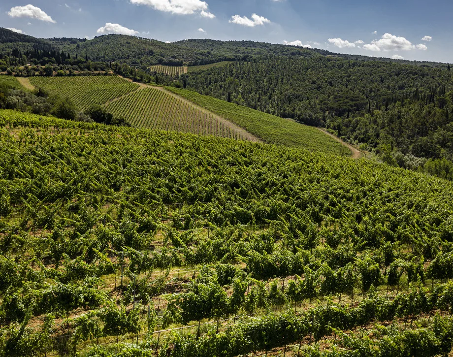Cantinetta Antinori — photo 29