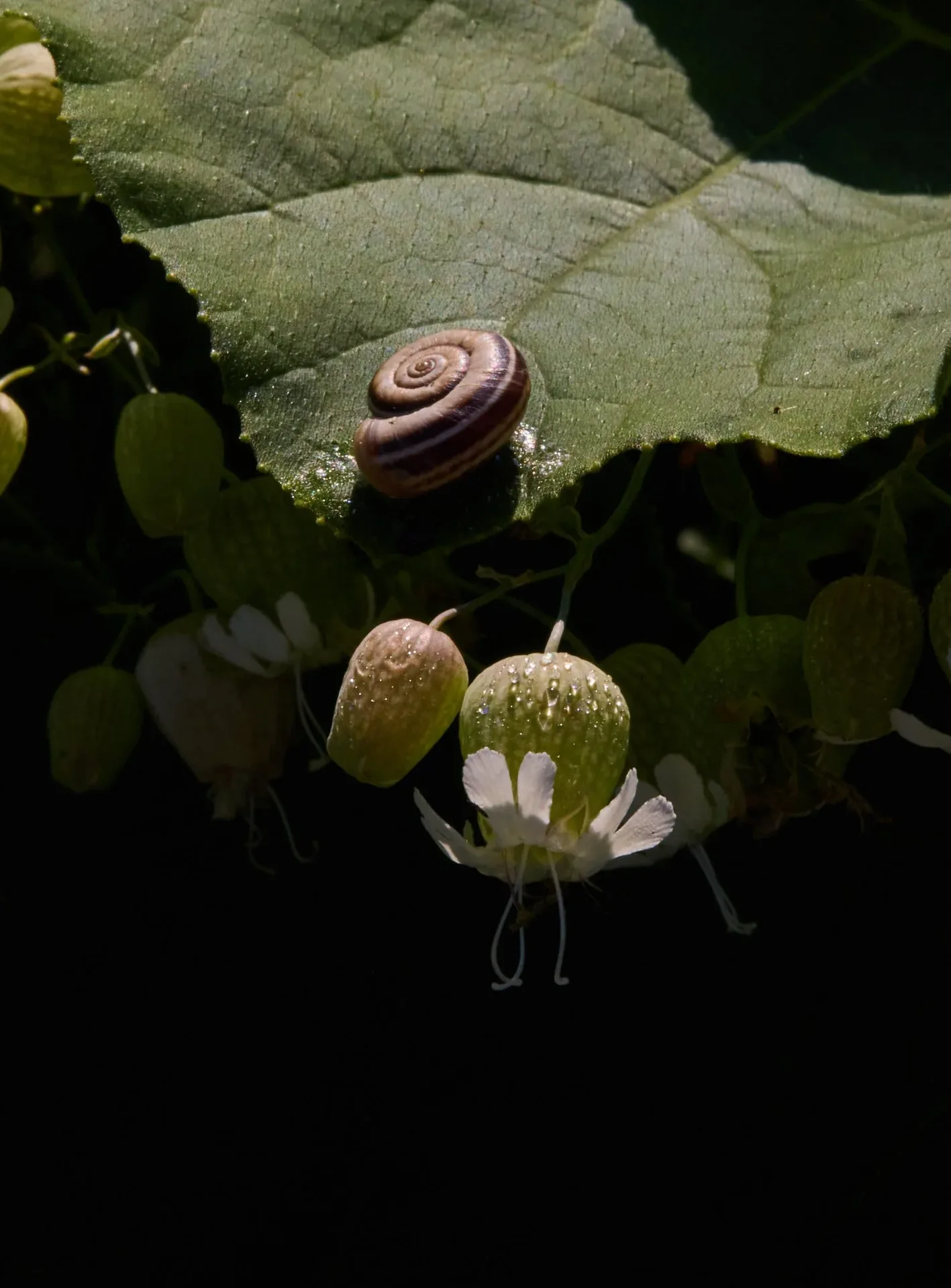 OZ — photo 14