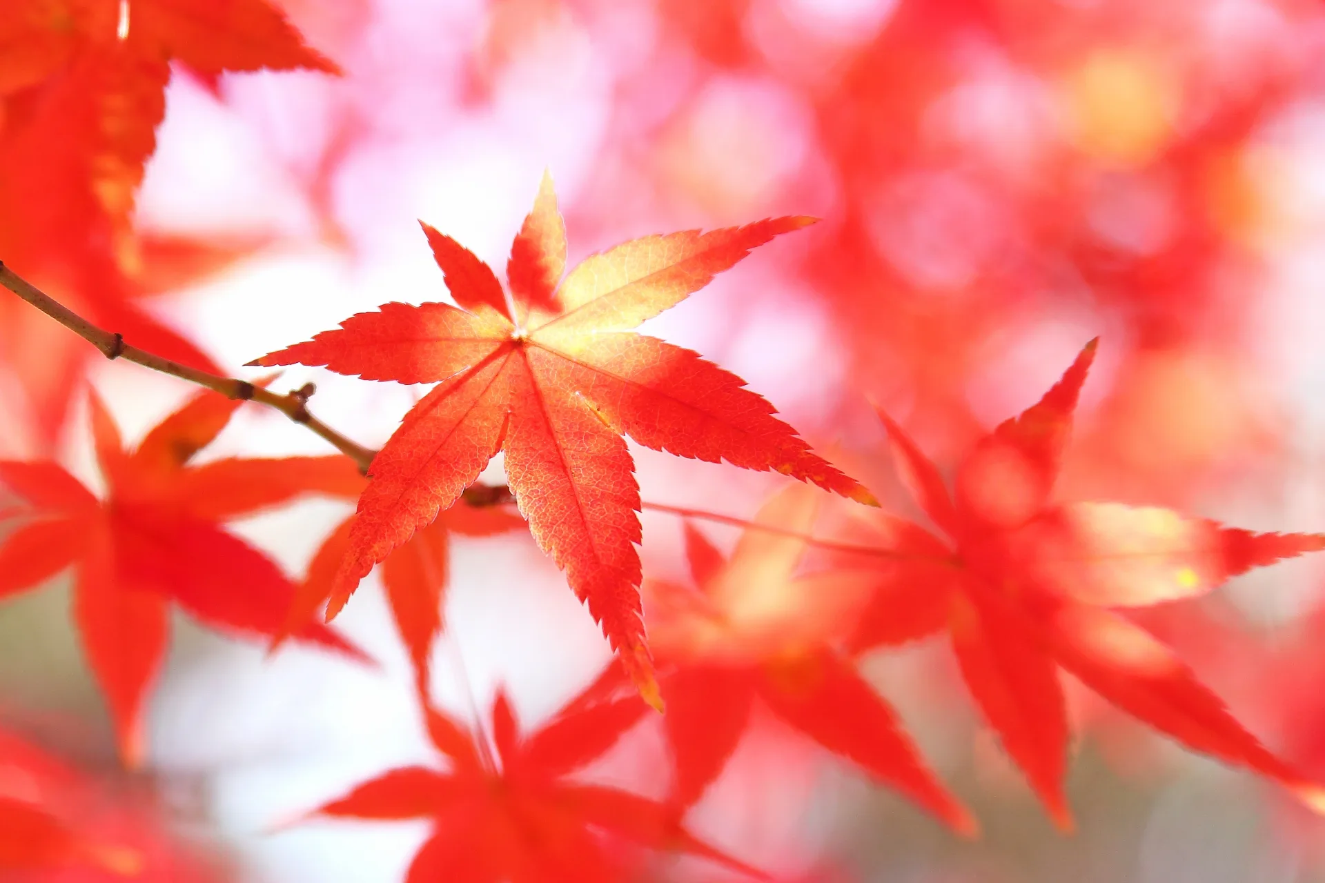 Oryori Matsuyama — photo 20