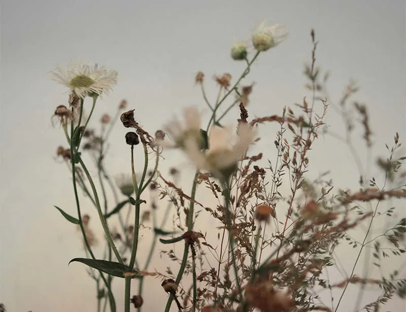 Maes — photo 15