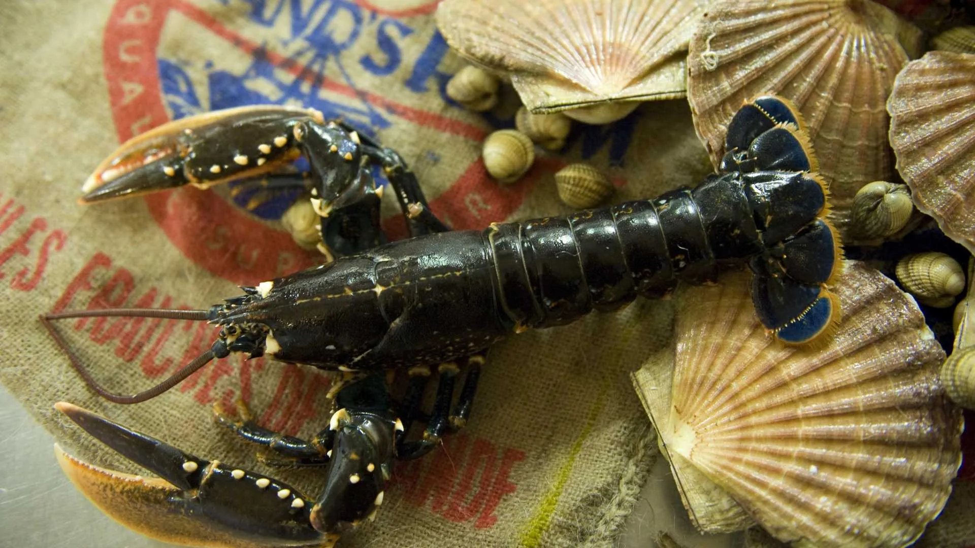 Hostellerie Schuddebeurs — photo 17
