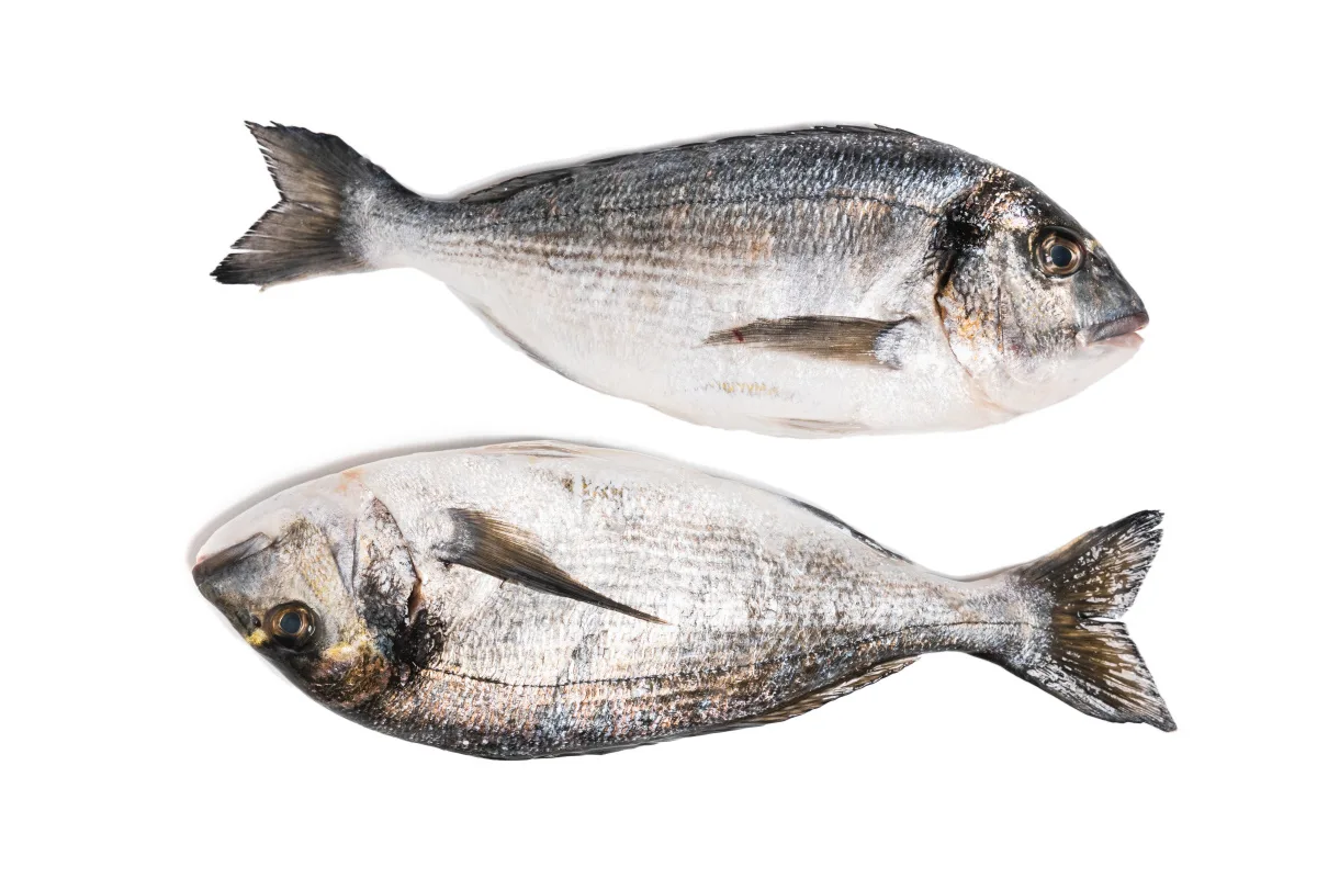 Atlantik Fisch — photo 85