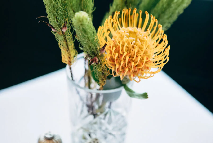 Salsify at the Round House — photo 13