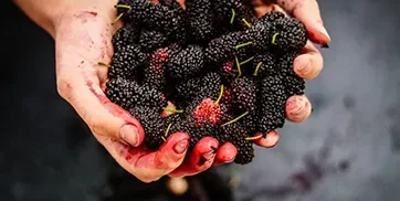 Babylonstoren — food
