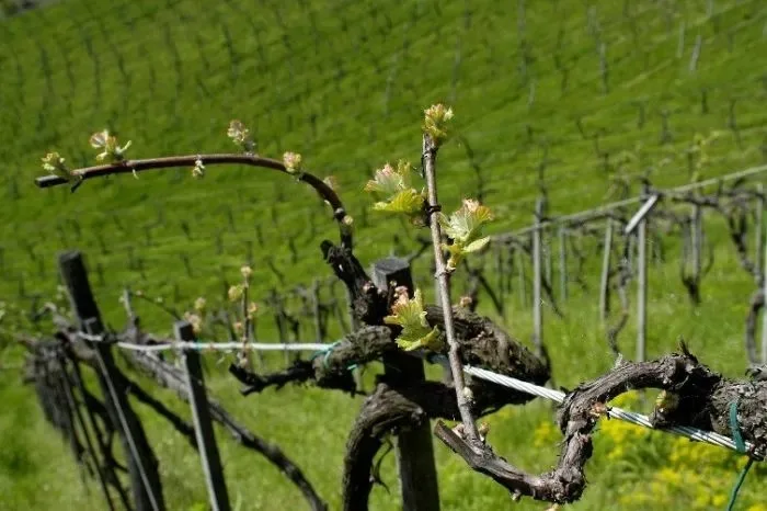 Der Staribacher — photo 43