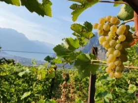 Agritur Calvola — photo 84