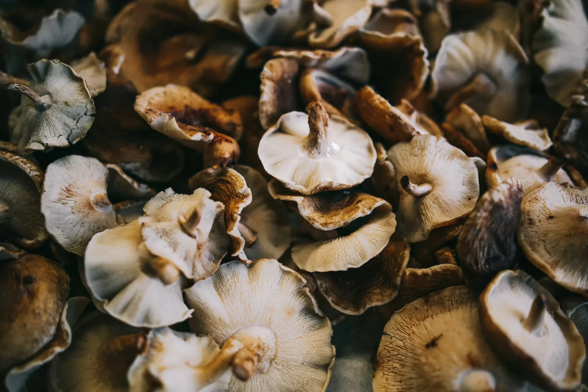 Terroir — food