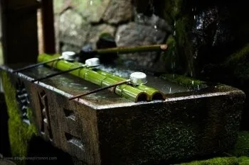 Koedo — photo 6