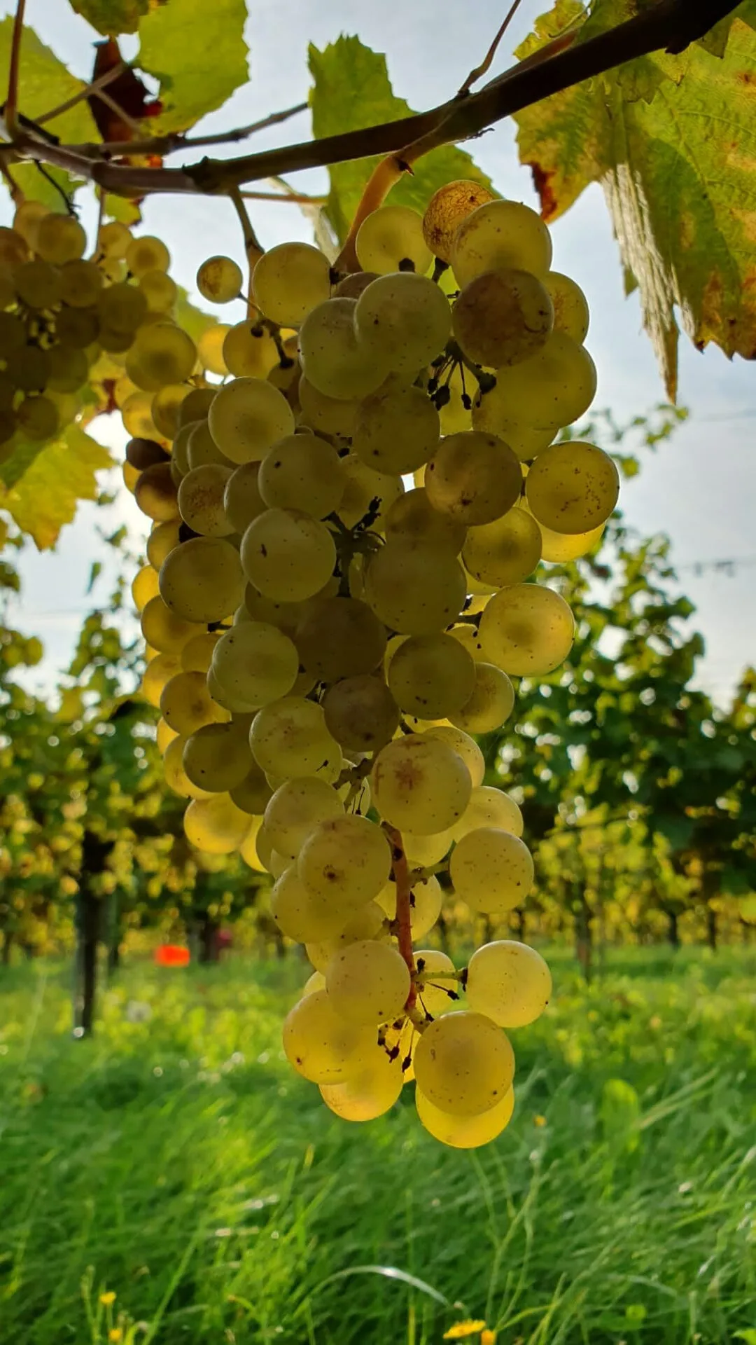 Marsnil — photo 33