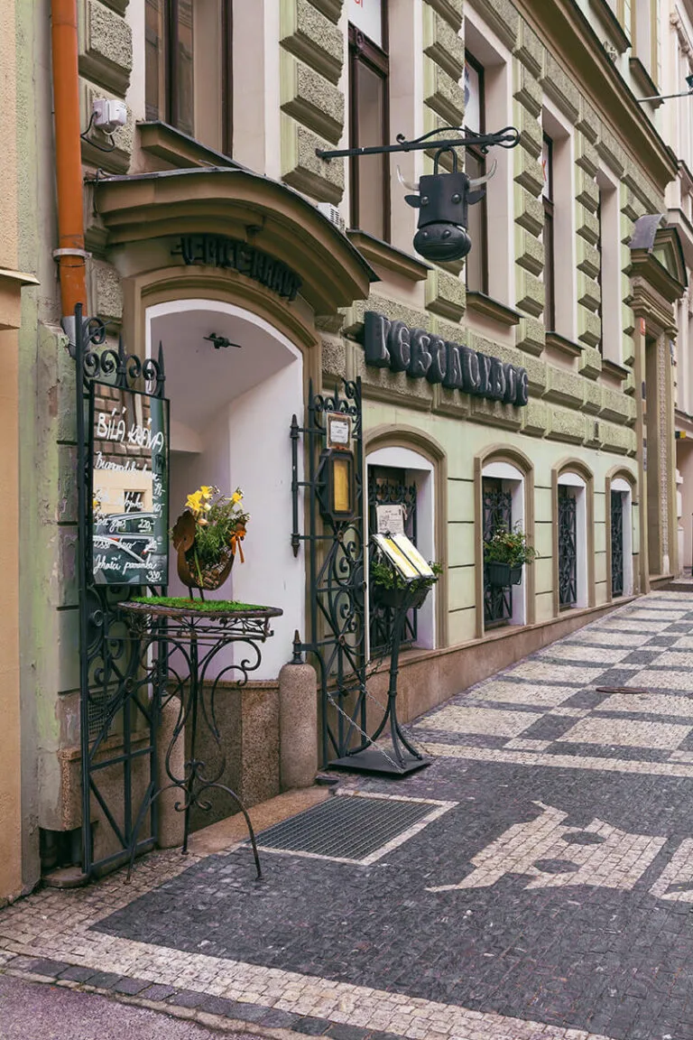 Bílá kráva — photo 16