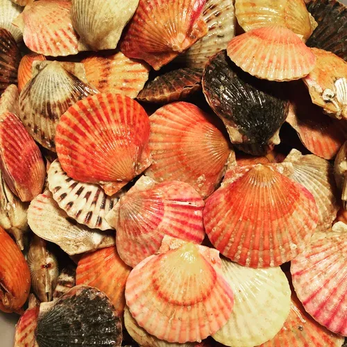 Select Oyster Bar — photo 72
