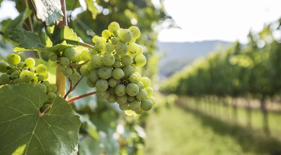 Weingut Nigl — photo 25