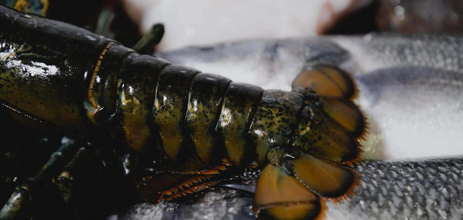 Poisson — photo 12