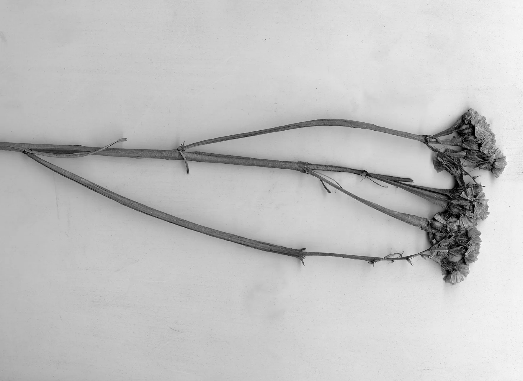 Studio Cluster — photo 46