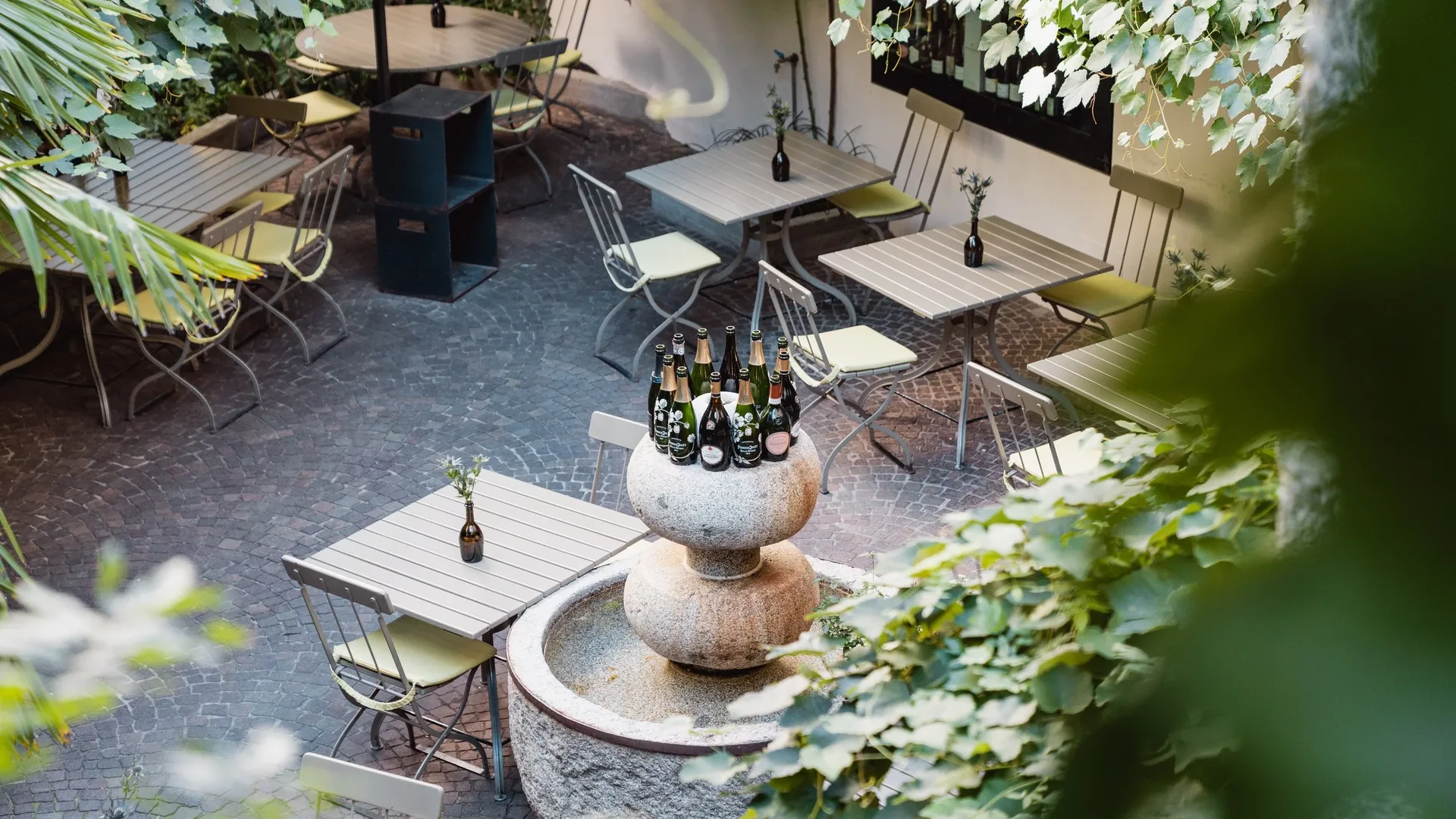 Vitis — photo 25