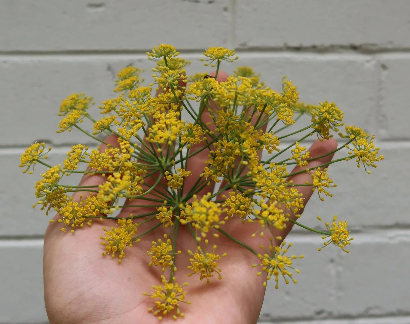 CRICCA — photo 10