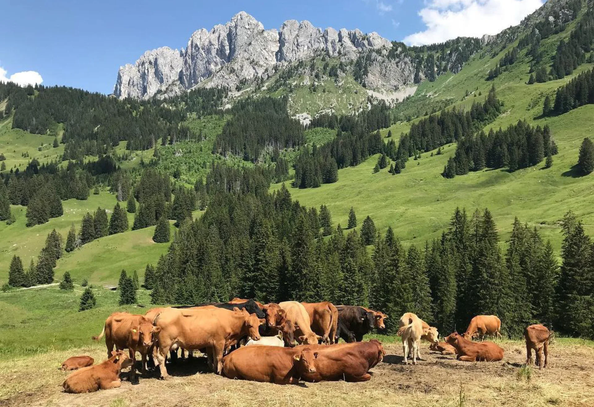 La Pinte des Mossettes — photo 41