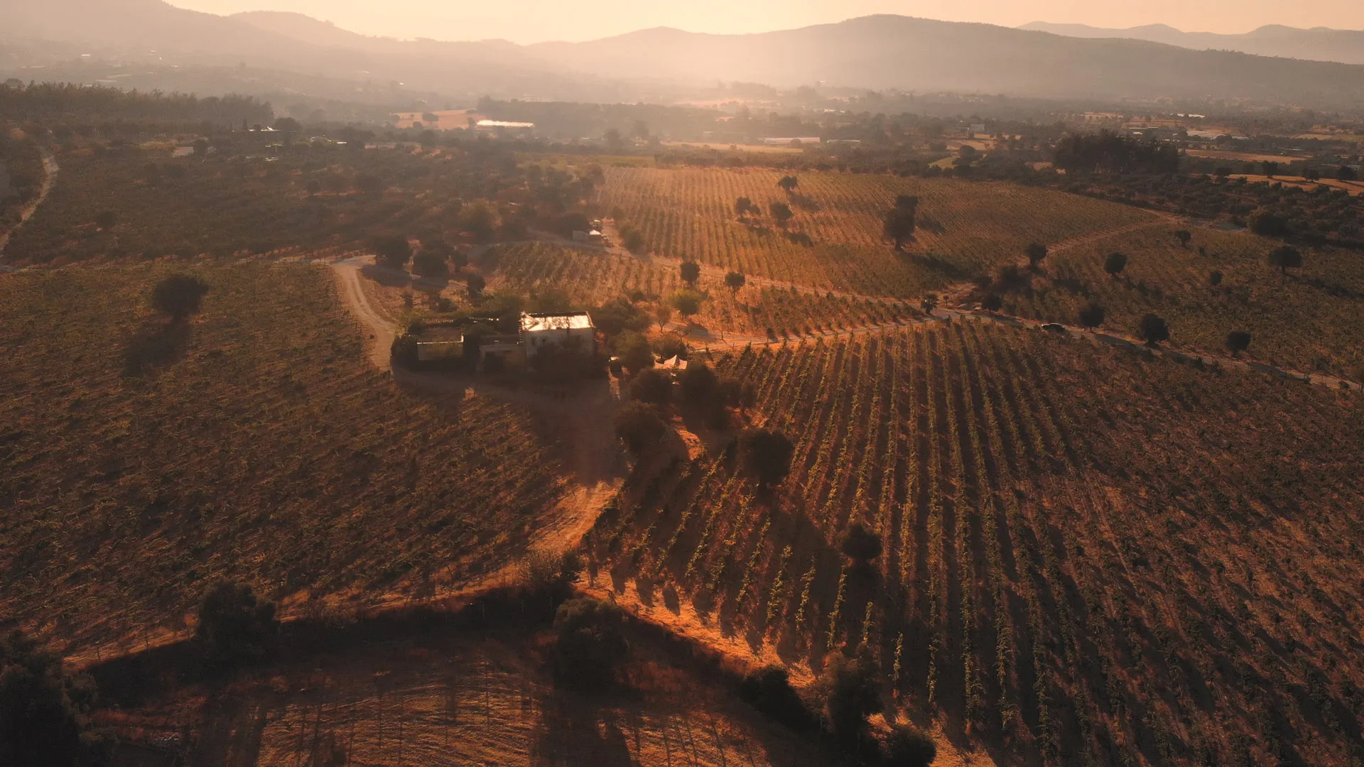 Karnas Vineyards — photo 12