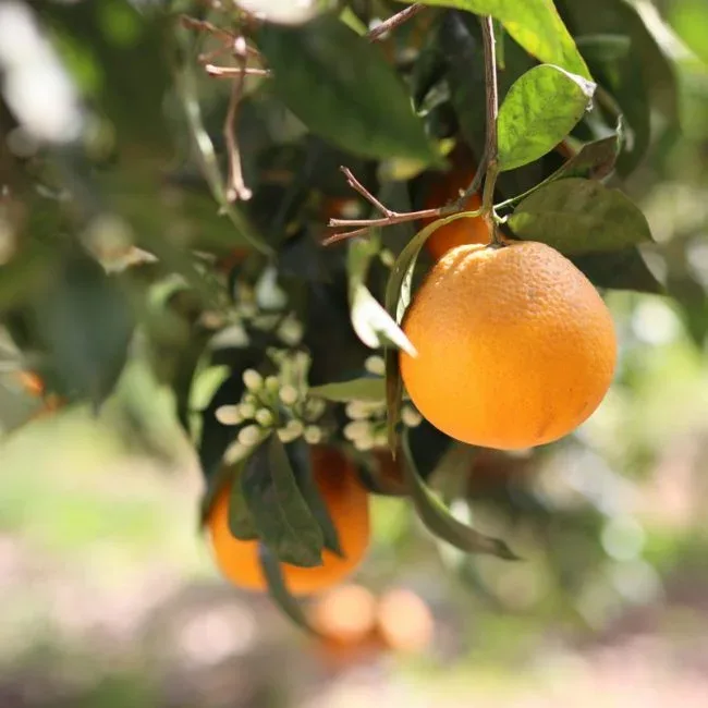 Citrus del Tancat — food