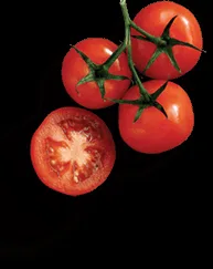Stelle — photo 4