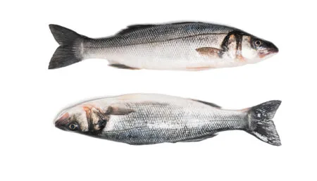 Atlantik Fisch — photo 7