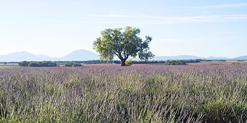 Faventia — photo 9