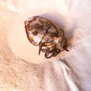 Albanta Cocina de Leña — photo 6