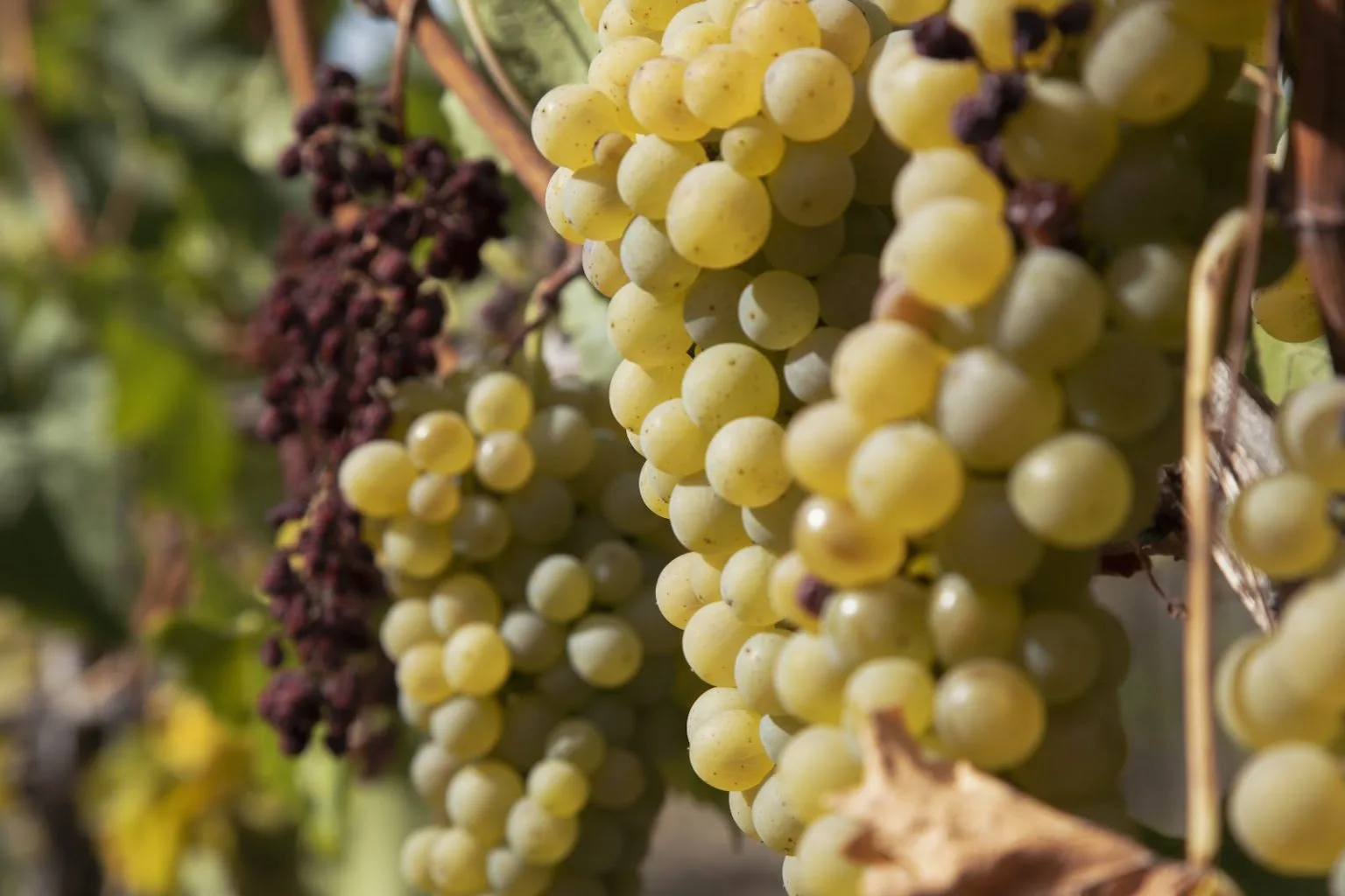 Weinforum Franken — drink