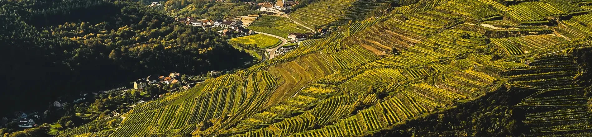Weingut Nigl — photo 45