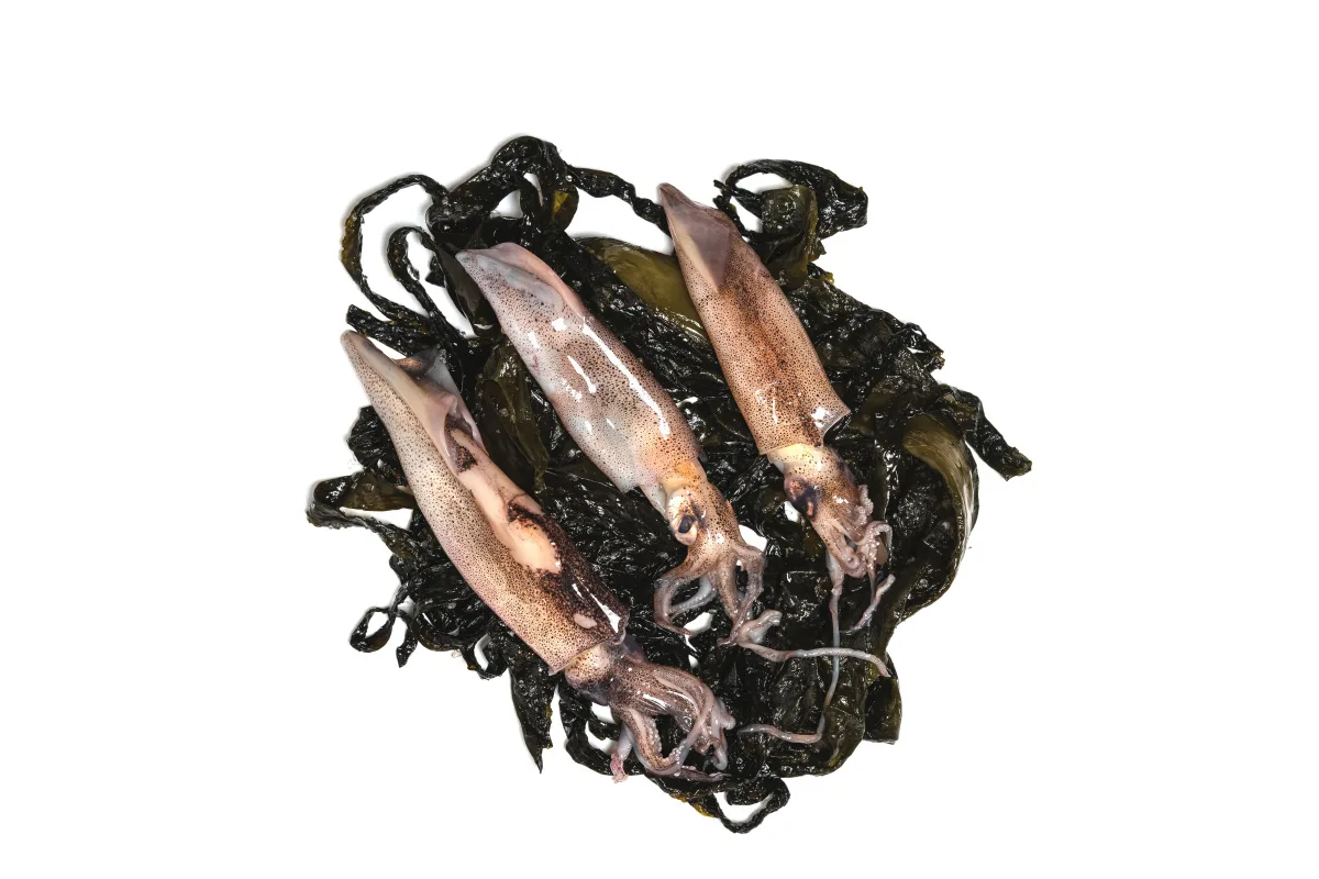 Atlantik Fisch — photo 81