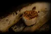 Counter- — food