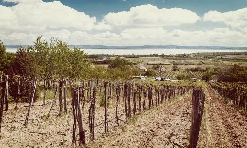 Tagyon Birtok Baráti Társaság — photo 13