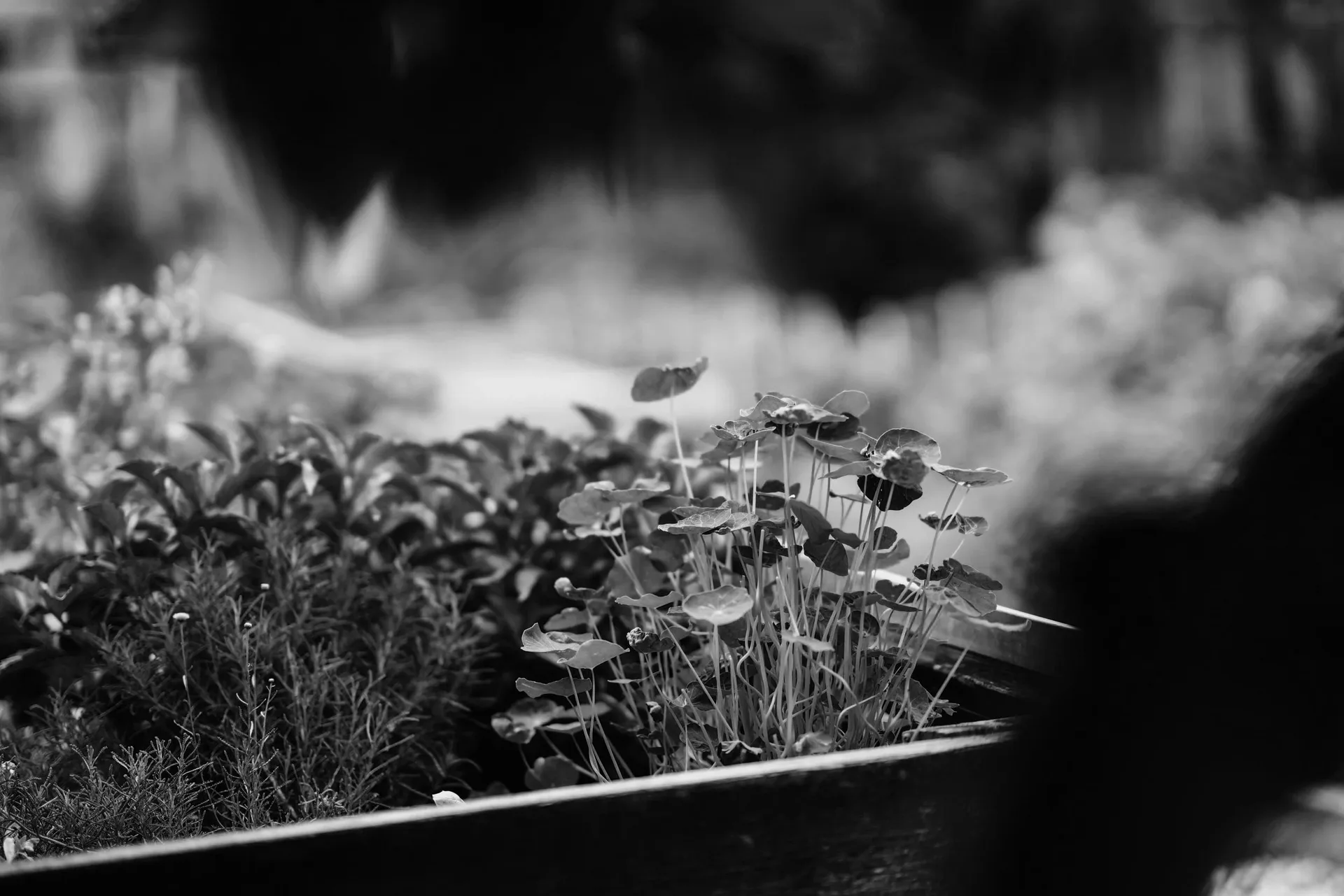 Thaller — photo 47