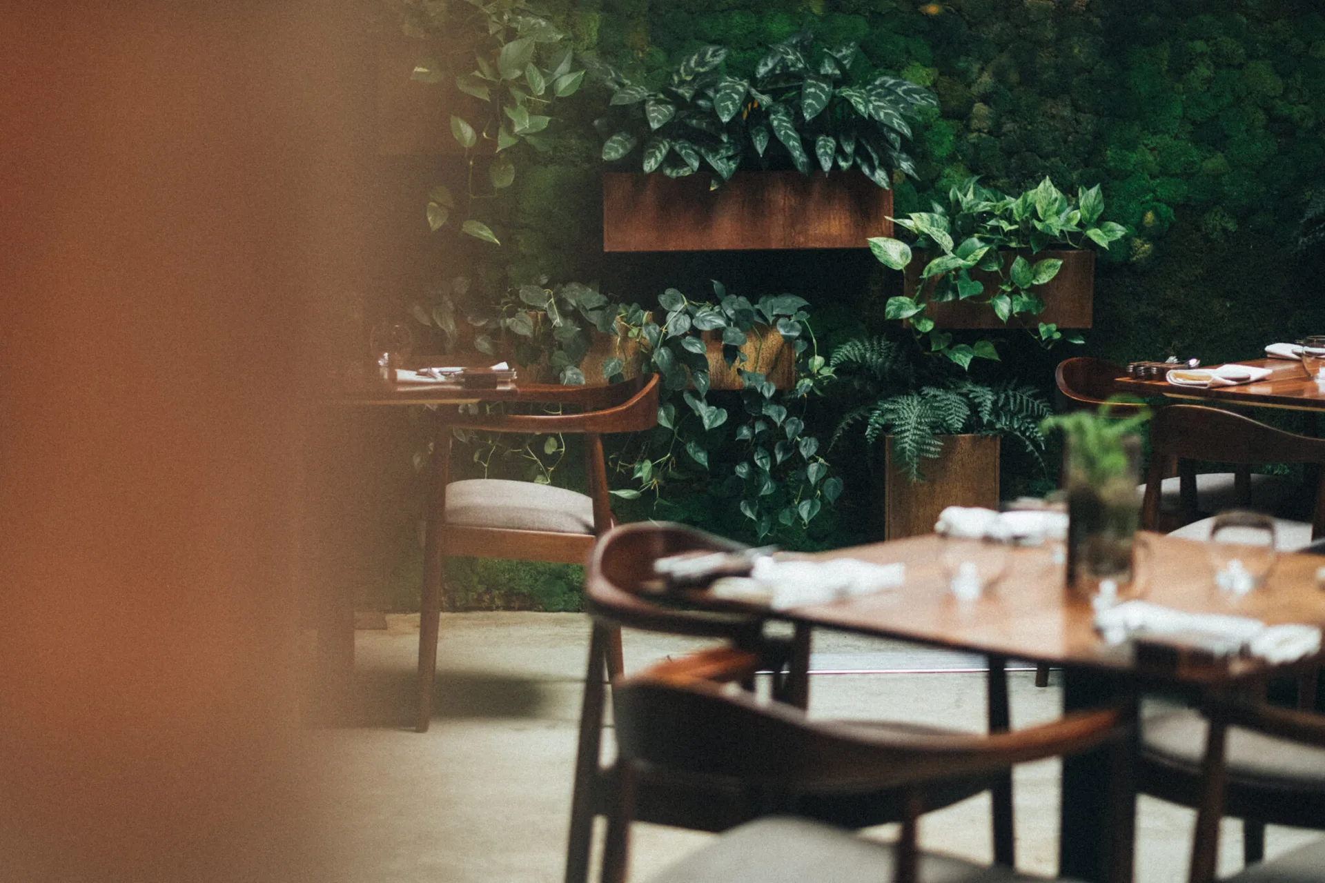 alchemilla — photo 12