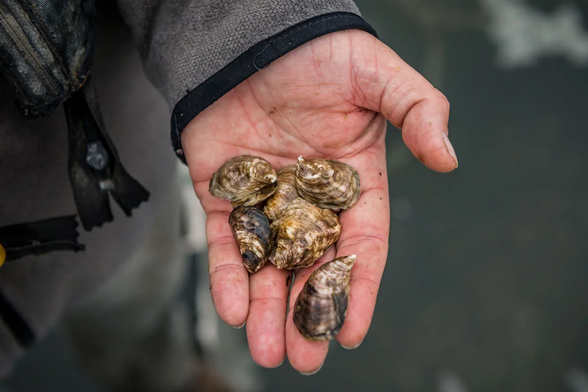 Hog Island Oyster Co. — food