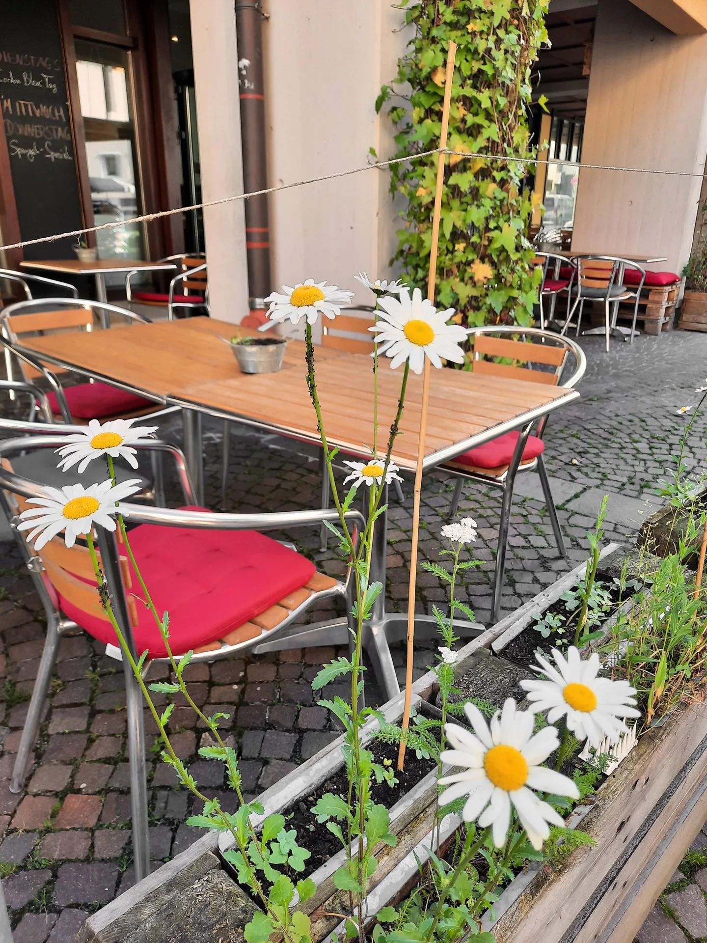 Restaurant ECO — photo 109