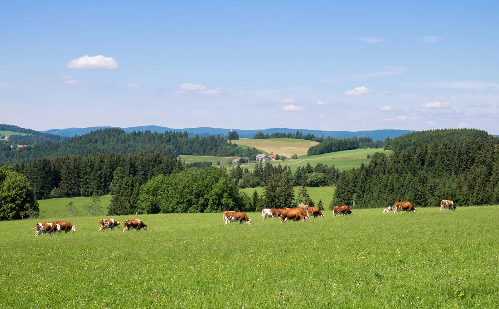 Gasthaus Sonne Neuhäusle — photo 4