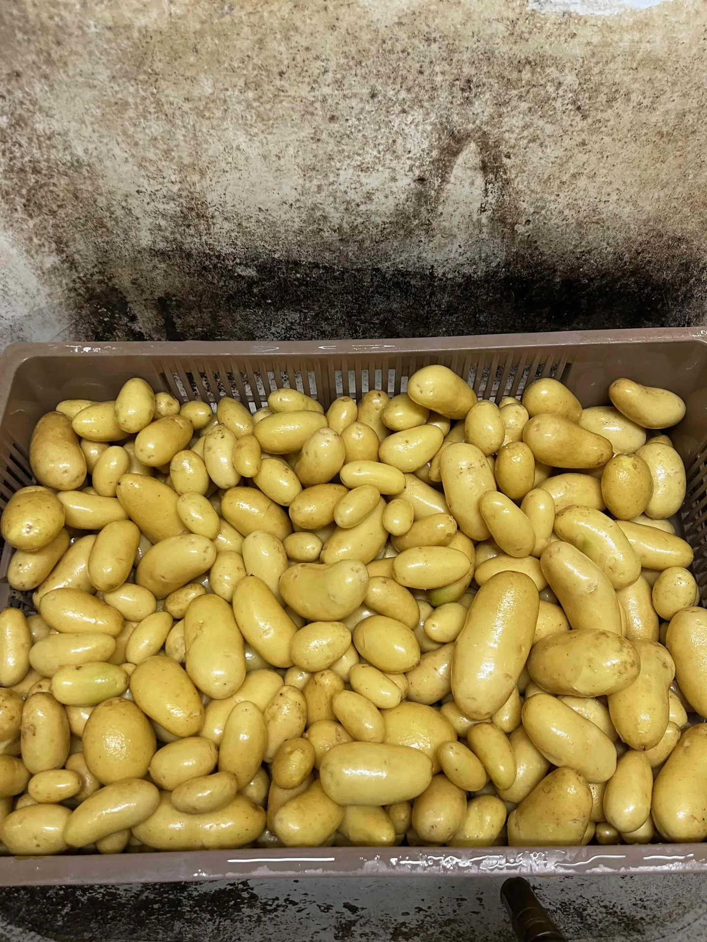 Le Canut et les Gones — photo 4
