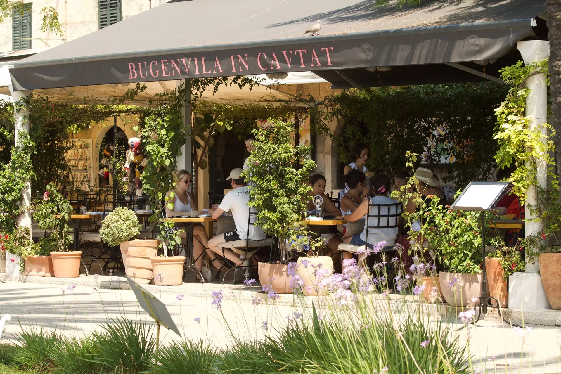 Bugenvila — photo 10