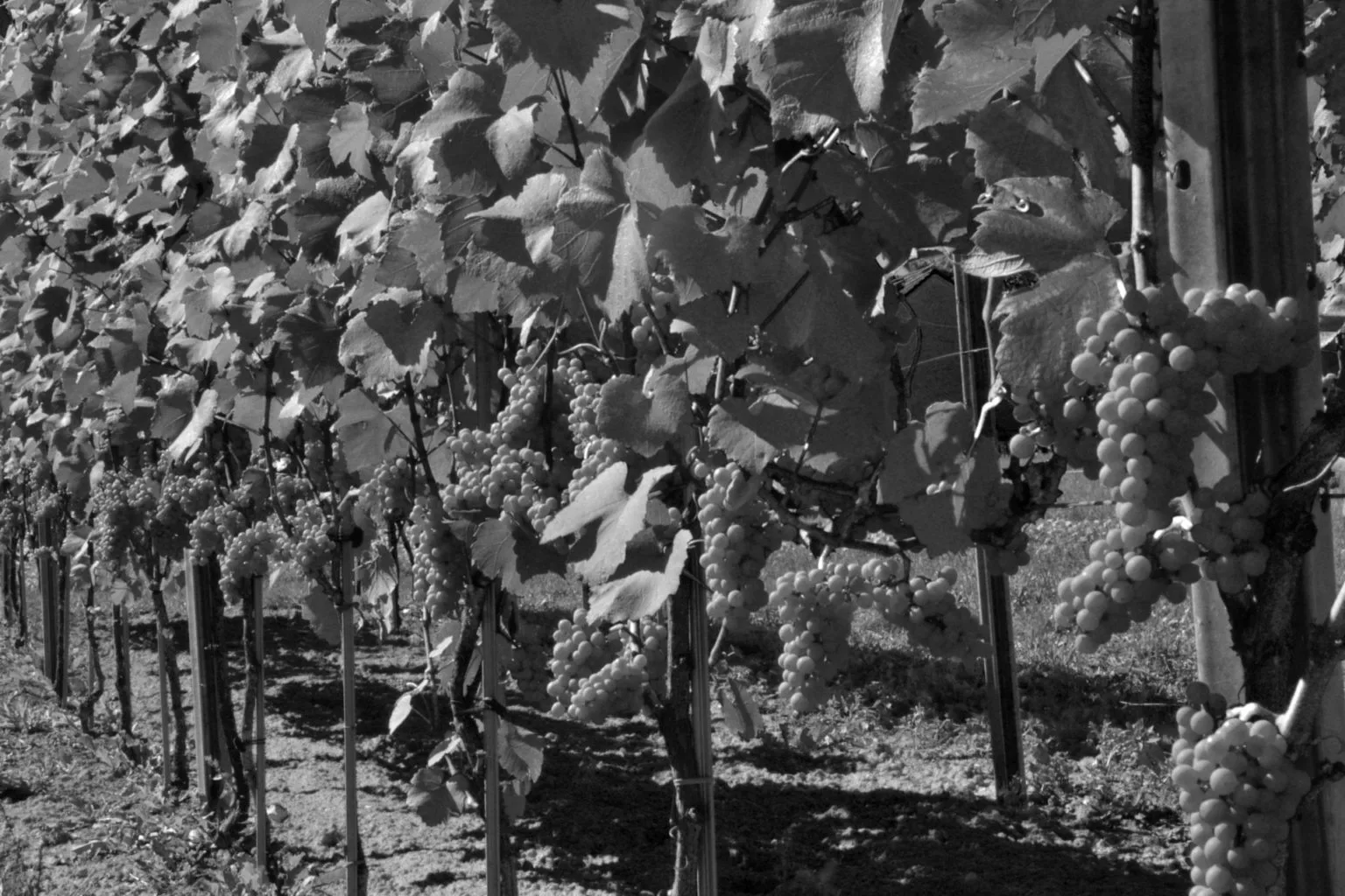 Marsnil — photo 36