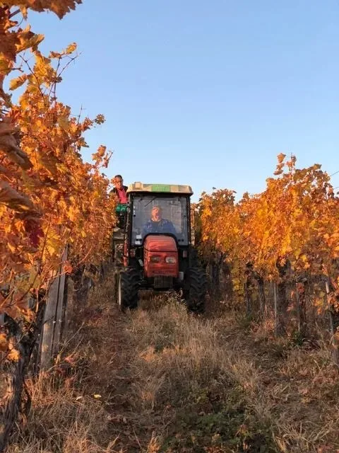 VINARIJA TARPOŠ — photo 13