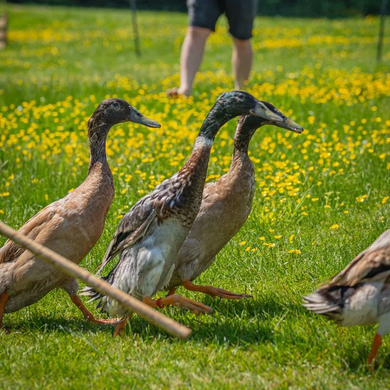 Foxhill Manor — photo 48