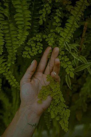 Putnam's vine/yard — food