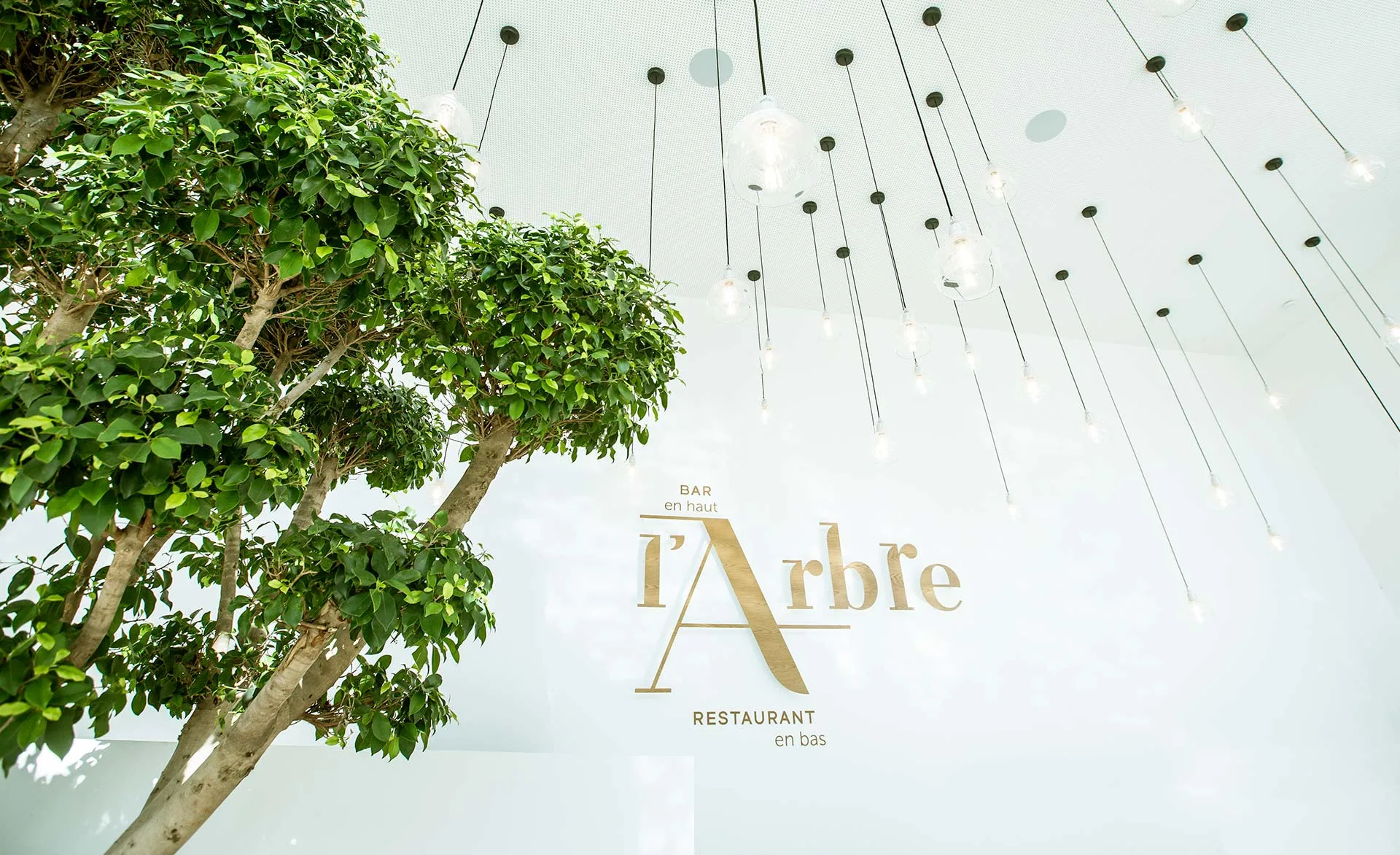 L'Arbre — photo 9