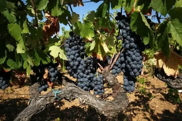 Le Relais des Maures — photo 12