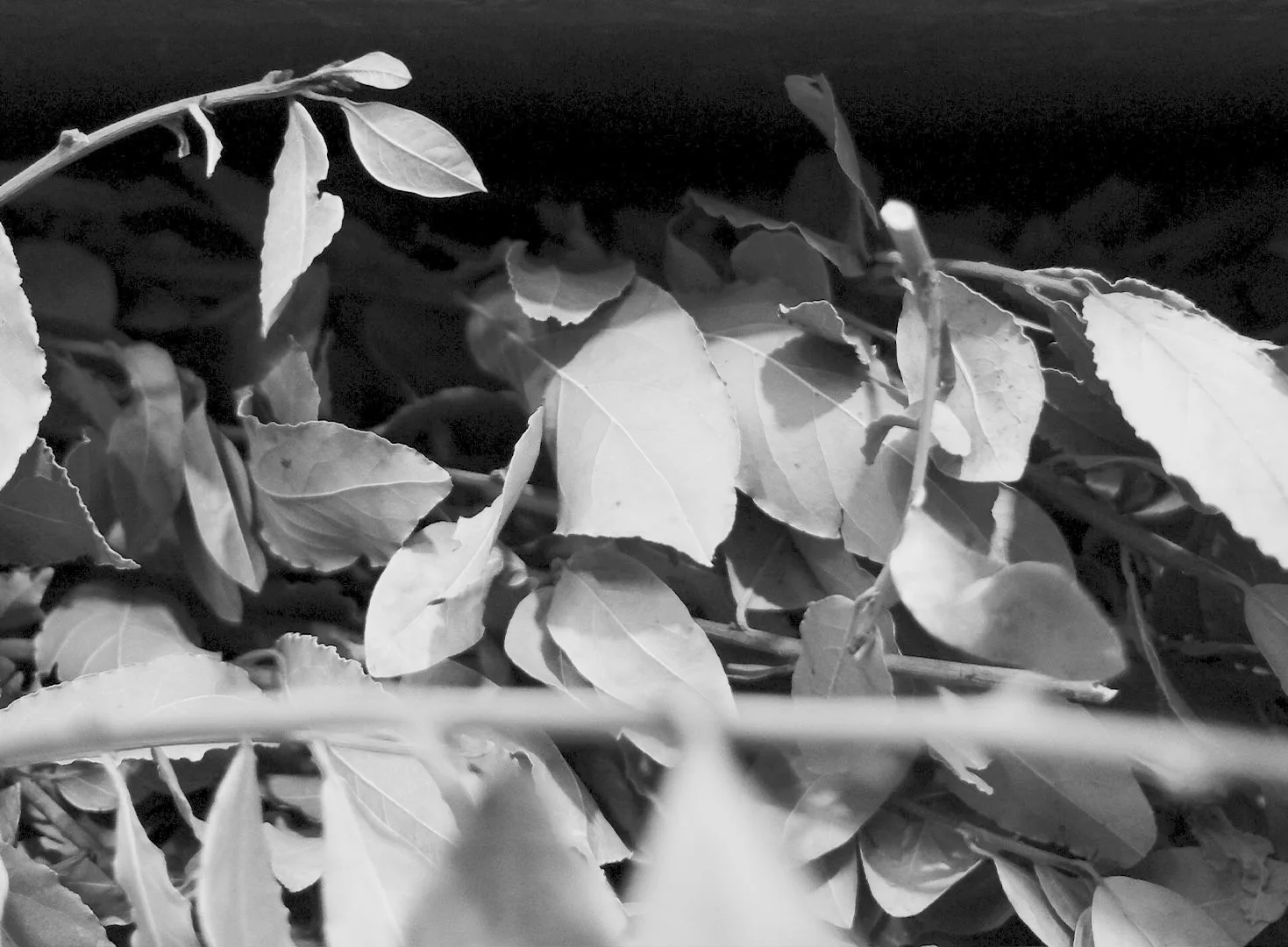 La Limonaia — photo 6