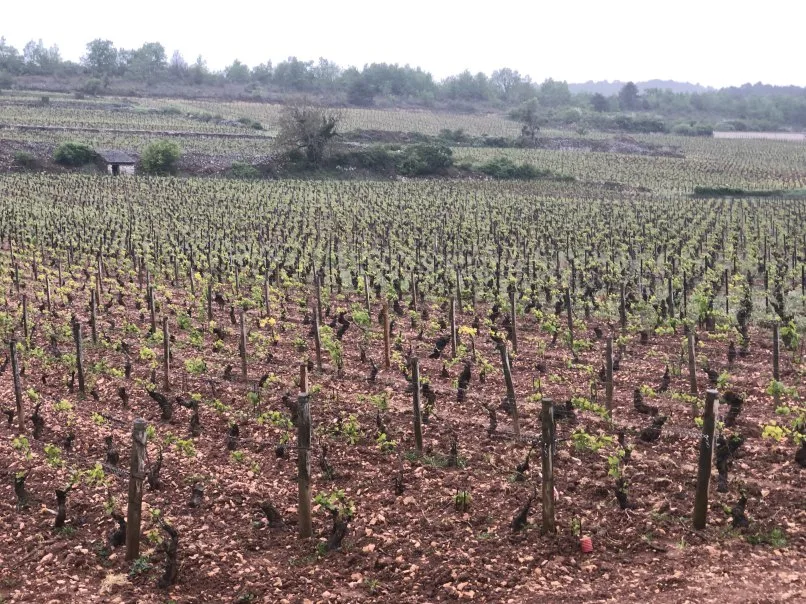 La Bécasse — photo 120