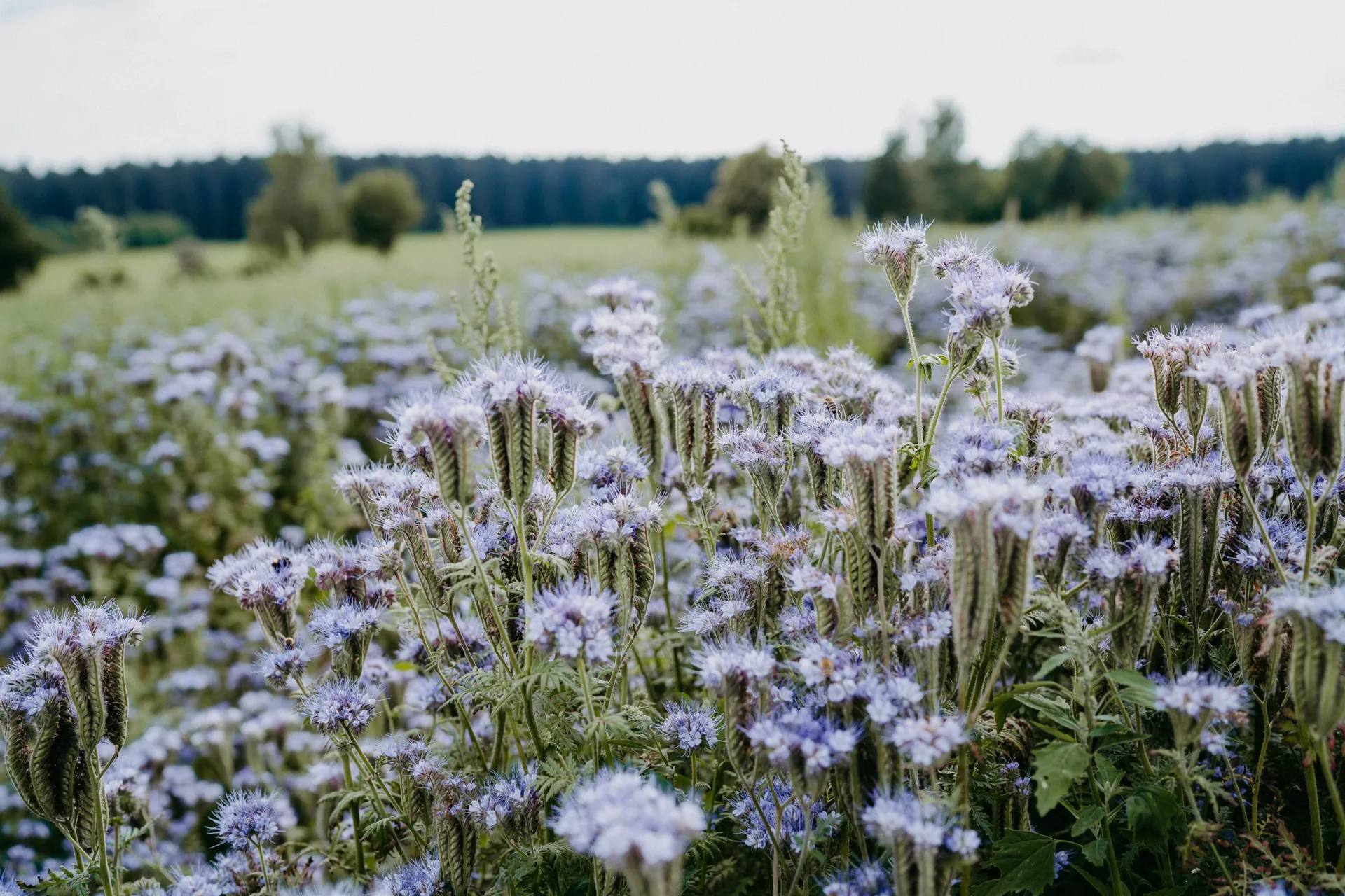 Johanniterstube — photo 81