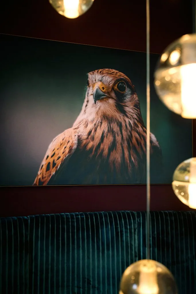 STRAUCHS FALCO — photo 72